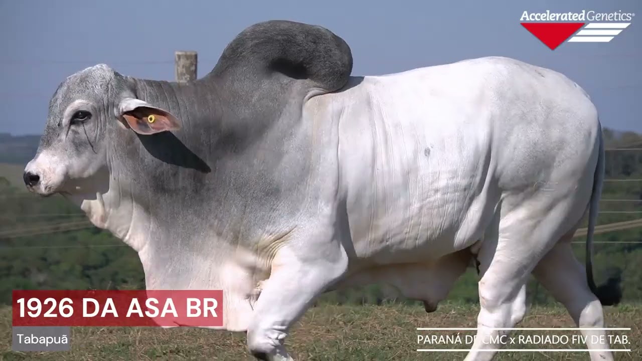 Vídeo 1926 DA ASA BR