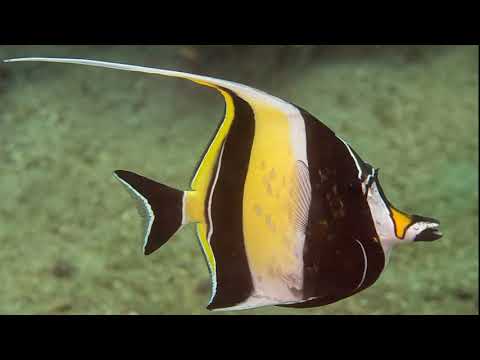 Zanclus cornutusについて詳しく解説