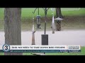 Do You Need To Take Down Your Bird Feeder To Stop Avian Flu