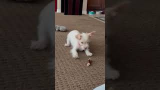 Video preview image #1 Chihuahua-Unknown Mix Puppy For Sale in Corona, CA, USA