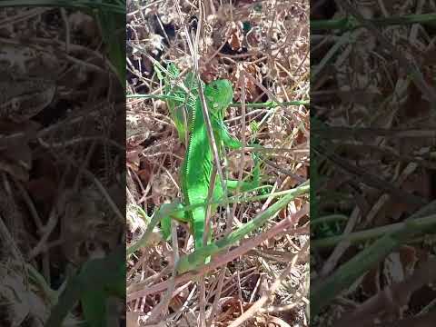 Linda Iguana no sertão da Bahia, Chapada Diamantina! Ipupiara-Ba