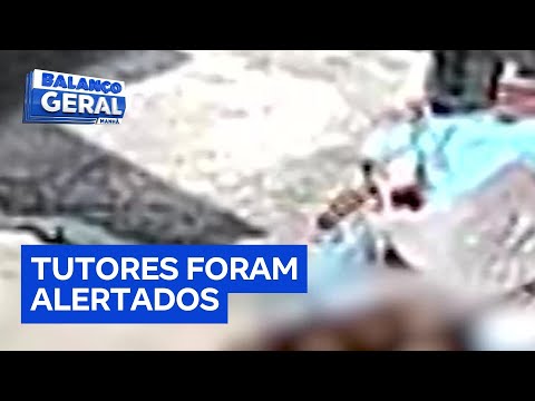 Ataques de pitbulls amedrontam moradores de bairro de Francisco Morato (SP)