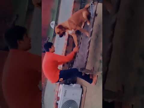 the  intelligent dog (frooti)