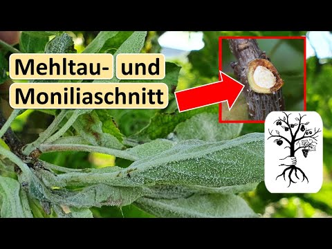 Obstgarten im Juni - Mehltau, Schnitt von kranken Bäumen und wurmige Früchte vermeiden ohne Chemie