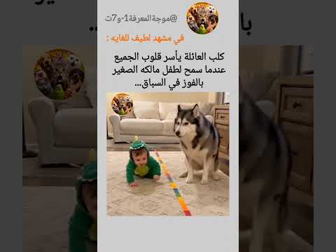 شاهد كيف تعامل الكلب اللطيف مع طفل العائله الصغير... #اكسبلور #funny #shorts #ضحك