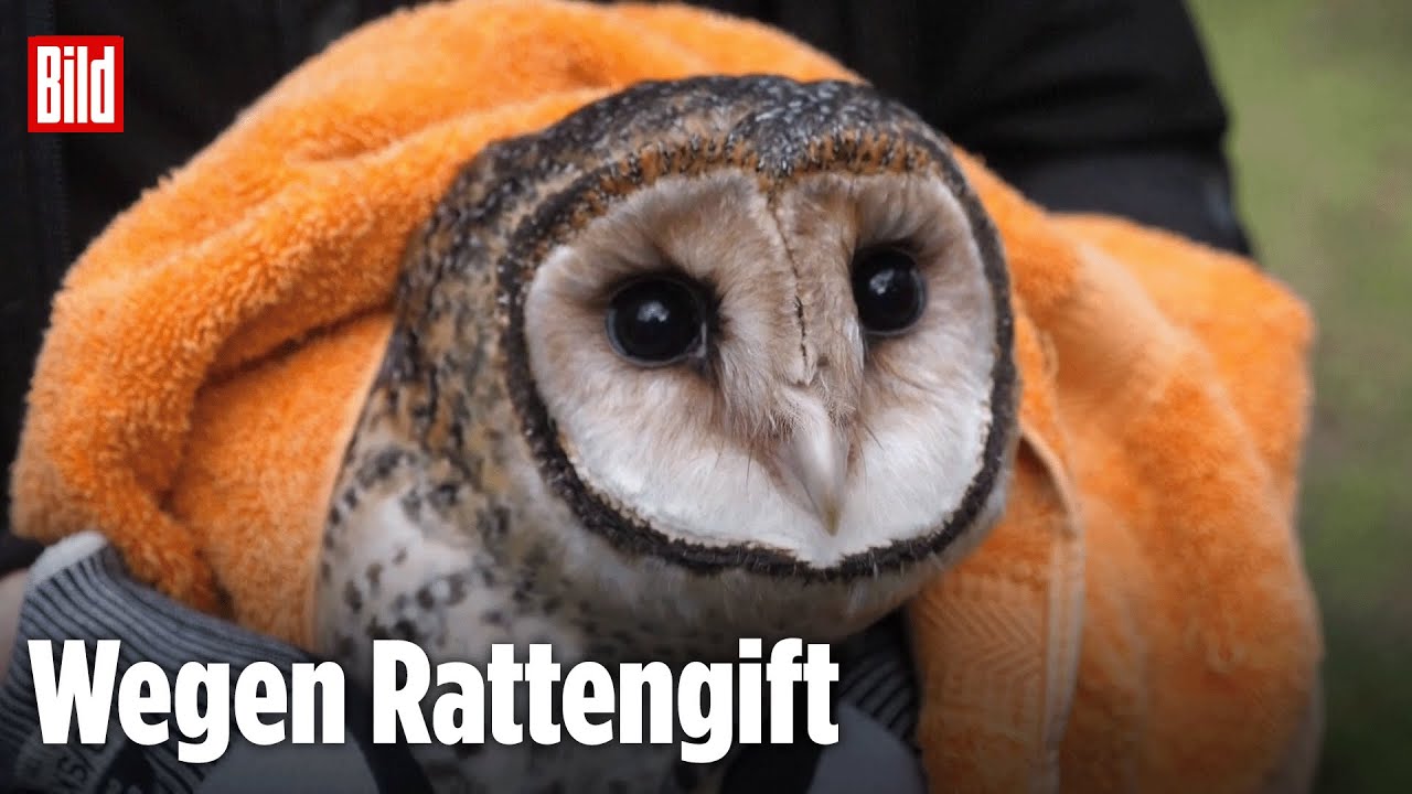 Australien: Immer mehr Eulen sterben durch Vergiftung