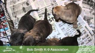 preview picture of video 'Bob Smith K-9 Association - Canine Training in Lakewood, WA'