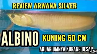 Download lagu REVIEW OF 60CM YELLOW ALBINO SILVER AROANA, THE AQUARIUM IS NOT LARGE ENOUGH... mp3