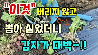감자싹 뽑아 이렇게 옮겨 심었더니 감자가 대박 수확도 빨라요 감자싹 버리지 말고 심어보세요  #감자싹키우기
