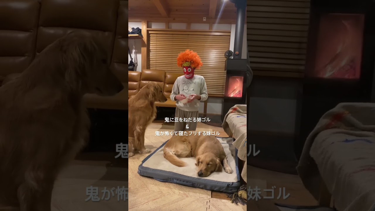 【節分】鬼に豆をねだるテン＆鬼が怖くて寝たフリするララ #ゴールデンレトリバー