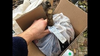 Bare Root Fig Trees are Available on FigBid!