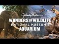 Johnny Morris Wonders Of Wildlife Aquarium