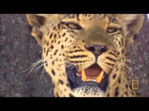 Mãe Natureza - Macucos