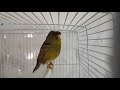 Chants de canari Gloster , song of canary , song of bird