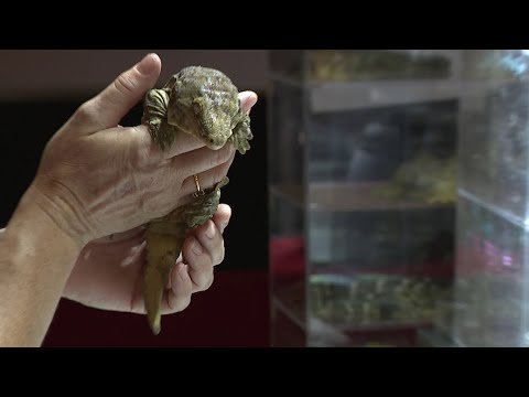 Nepa Reptile Expo
