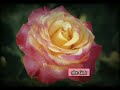 Tamil Whatsapp Status Video Poova Poova Poova Poova Poove Jothika Hits Ave Cutz Lovely Roses
