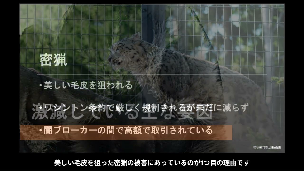 【PART1】「ネコの日に知りたい、ユキヒョウと地球のはなし」