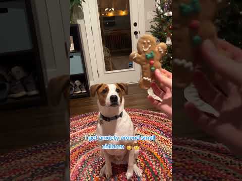 Lou, an adopted Mixed Breed in Manchester, MO_image-1