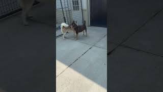 Video preview image #1 Huskies -Unknown Mix Puppy For Sale in Lockport, NY, USA