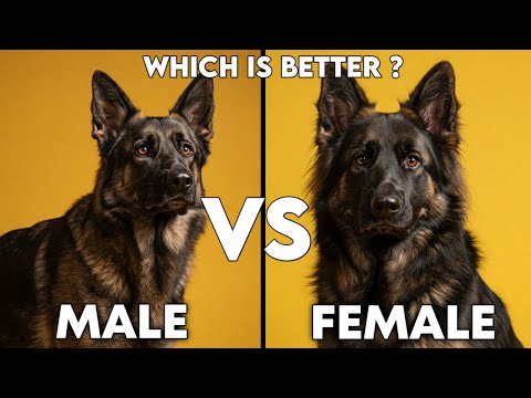 Male Vs Female German shepherd // Difference between male and female gsd