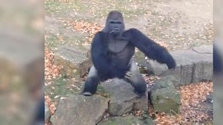 preview picture of video 'Gorilla reaction to video being taken of him at Berlin Zoo'