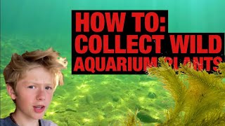 How To Collect Wild Aquarium Plants And Install Them In Your Tank