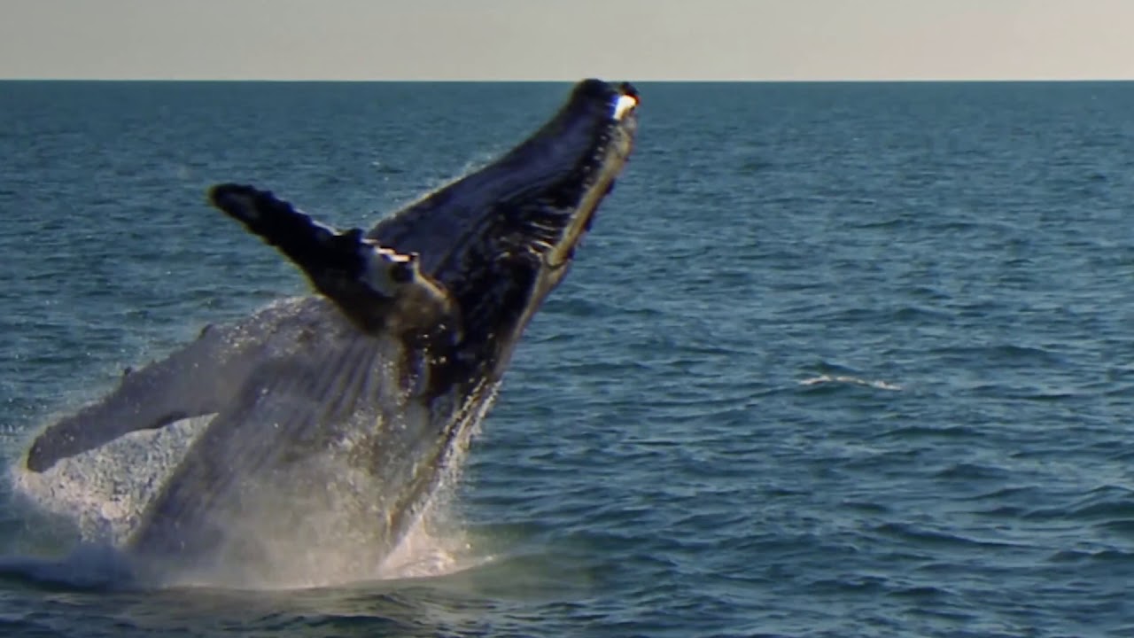 Oil and Gas 101: Offshore Seismic Surveys at Woodside