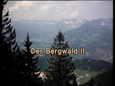Der Bergwald 2