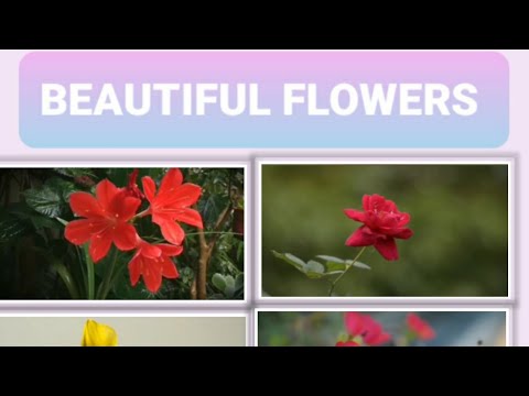 Beautiful Flowers/ Flowers which gives soothing feeling/ by Sayeeda qadri