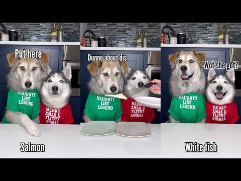 Dogs Try Different Foods
