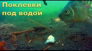 Лещ под водой в реке поклевки