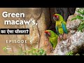 Great Green Macaw Parrot की जंगली आबादी Episode 4 Hindi Documentry