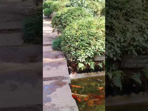 Jardín Japonés De Montevideo HEI SEI EN 平成苑. Miercoles 17 de junio. Uruguay.