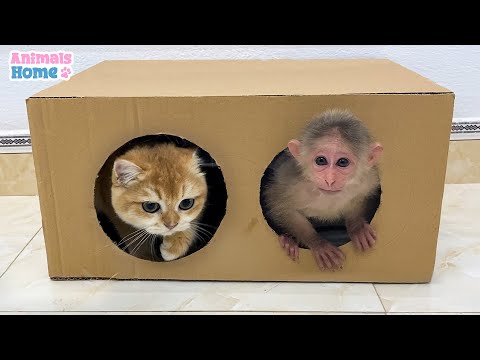 Naughty BiBi tease Ely cat