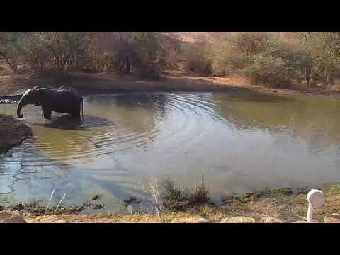 Kwa: Lone Elephant gets a sip and dip - 08/23/19