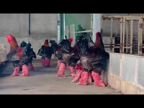 Máy Chạy Bộ Nhà Em