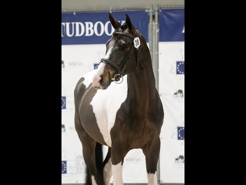 Covering French Look van Erpekom Z (FRENCH TOUCH’S DREAM x UDARCO VAN OVERIS) - Video 4 video thumbnail