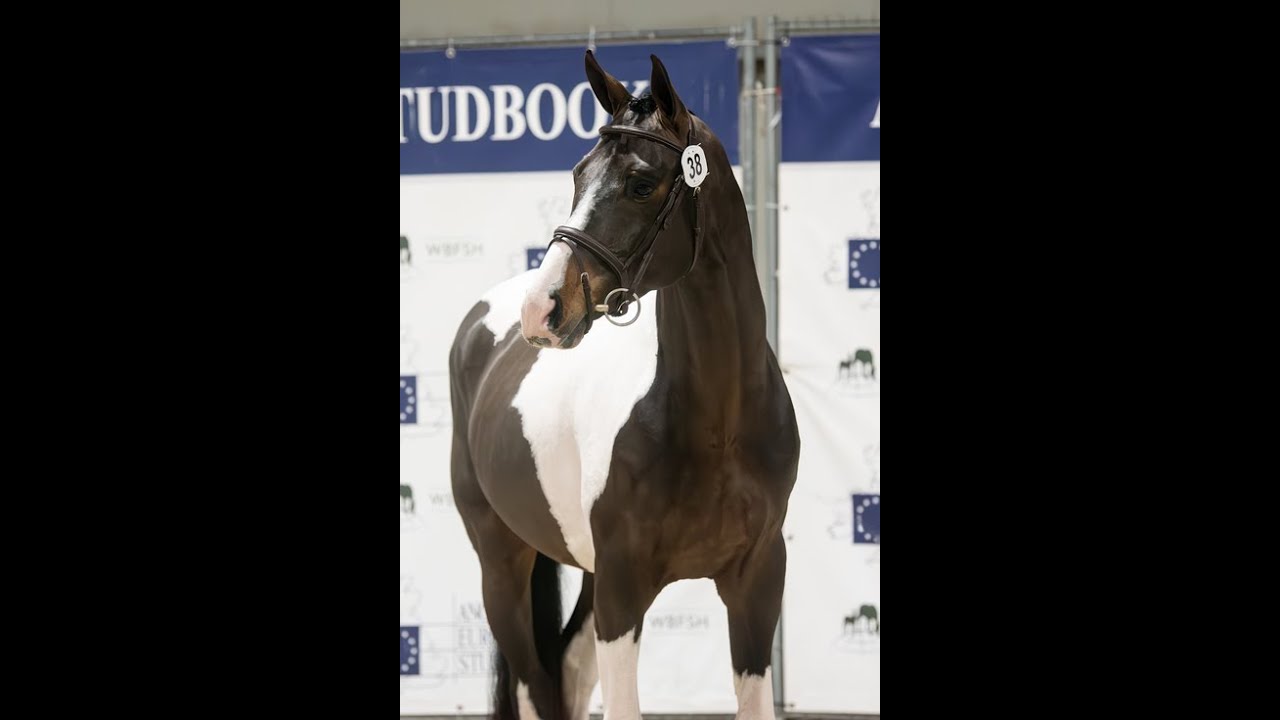 Covering French Look van Erpekom Z (FRENCH TOUCH’S DREAM x UDARCO VAN OVERIS) video 2