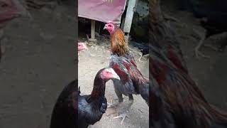 Download lagu Pejantan dan betina ayam magon mp3