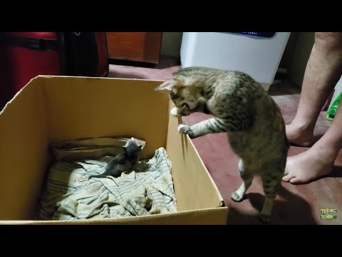 Mother cat hides her baby kittens