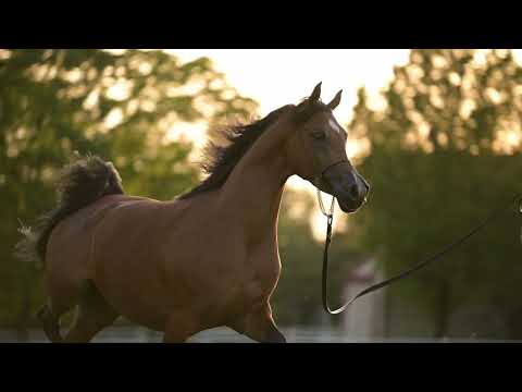 𝐏𝐀𝐋𝐈𝐒𝐀𝐍𝐃𝐑𝐀 (𝐊𝐚𝐡𝐢𝐥 𝐀𝐥 𝐒𝐡𝐚𝐪𝐚𝐛 𝐱 𝐏𝐚𝐬𝐣𝐞𝐧𝐳𝐚, 𝐛𝐲 𝐄𝐧𝐳𝐨), 𝟐𝟎𝟏𝟒 𝐌𝐚𝐫𝐞 - PRIDE OF POLAND 2023