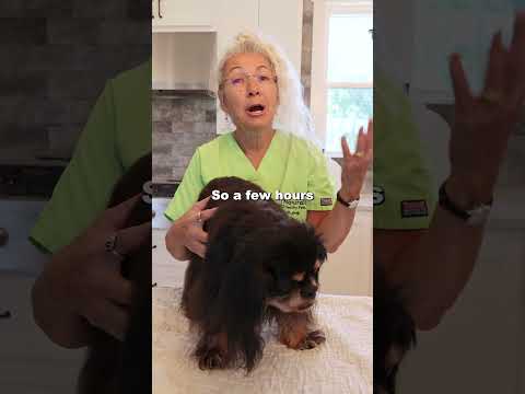 What Can Happen To A Dog With A High Fever?