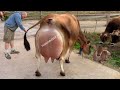 World Biggest Udder Modern Jersey Cow Dairy Farm 80 Litter Day Milk Record Cow Dairyfarm Milking