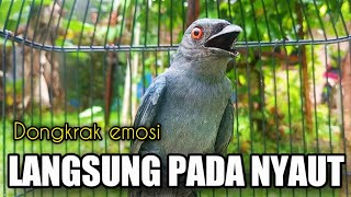 Download lagu SUDAH BANYAK Srigunting Yang Ikut NYAUT DENGAN Suara Pancingan SRIGUNTING ABU ABU GACOR Satu INI mp3