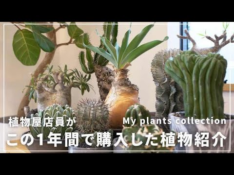 トールセダム 植物