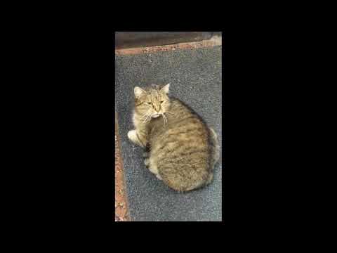 chonker cat fancam