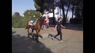 Download lagu HORSES TRAINING NICOSIA RACE CLUB #HORSERACING #CYPRUS2022 ТРЕНИРОВКИ ЛОШАДЕЙ ИППОДРОМ КИПР #ЛОШАДИ mp3 Download lagu HORSES TRAINING NICOSIA RACE CLUB #HORSERACING #CYPRUS2022 ТРЕНИРОВКИ ЛОШАДЕЙ ИППОДРОМ КИПР #ЛОШАДИ mp3