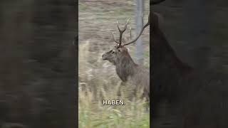 Die Suche auf den abnormen 10kg Hirsch #rotwild #huntondemand