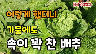 가뭄에도 속이 꽉찬 배추 이렇게 키웠더니 달고맛있어요 물은 이제 주면안되요 정식60일 배추 수확해보았습니다