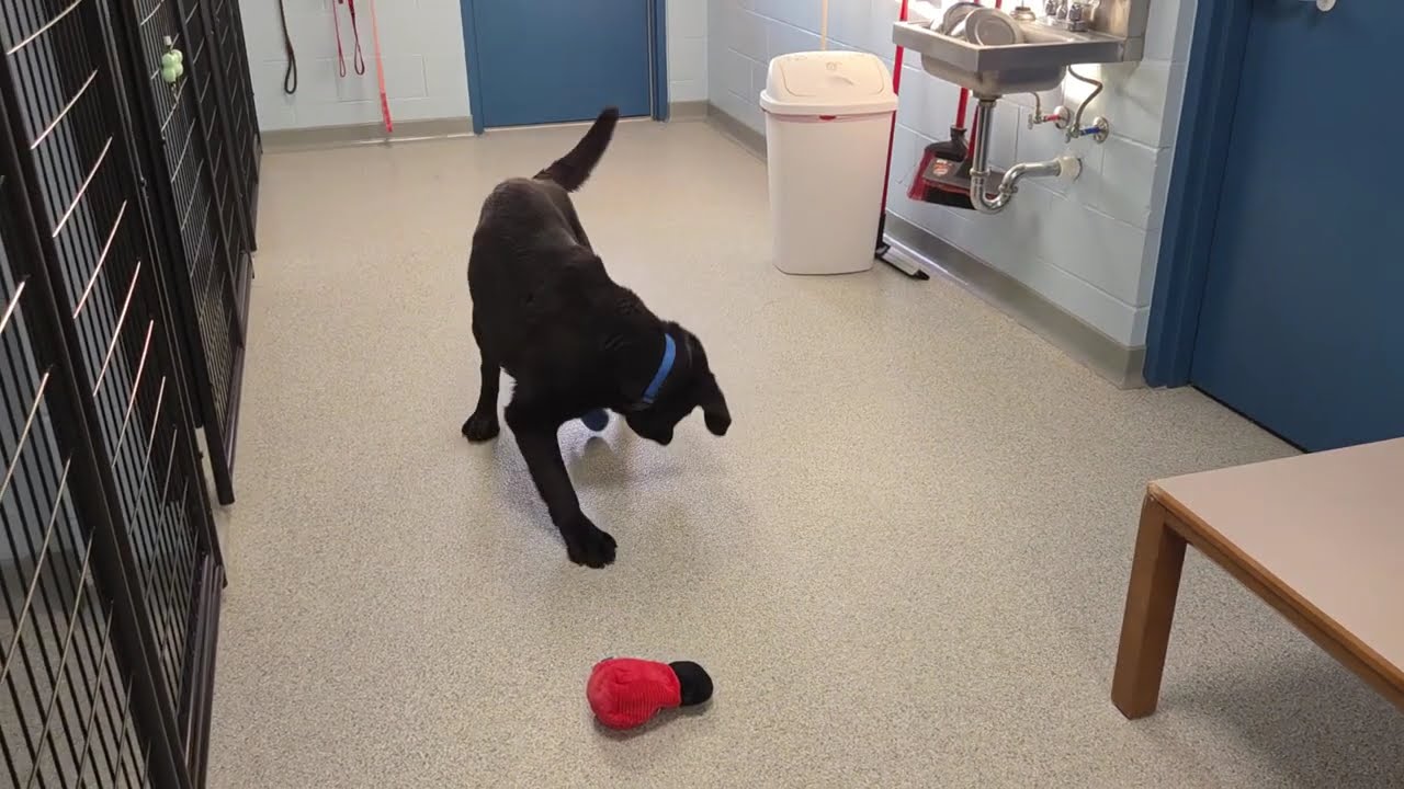 Enlarge Earl, an adopted Black Labrador Retriever in Marshfield, WI video 6/6